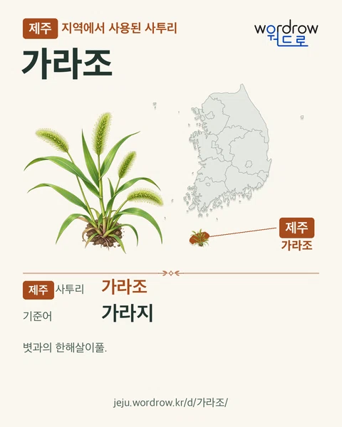 제주 지역에서 사용된 사투리 ‘가라조’. 기준어: 가라지. 기록 지역을 표시한 카툰 삽화와 지도 카드.