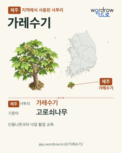 제주 지역에서 사용된 사투리 ‘가레수기’. 기준어: 고로쇠나무. 기록 지역을 표시한 카툰 삽화와 지도 카드.