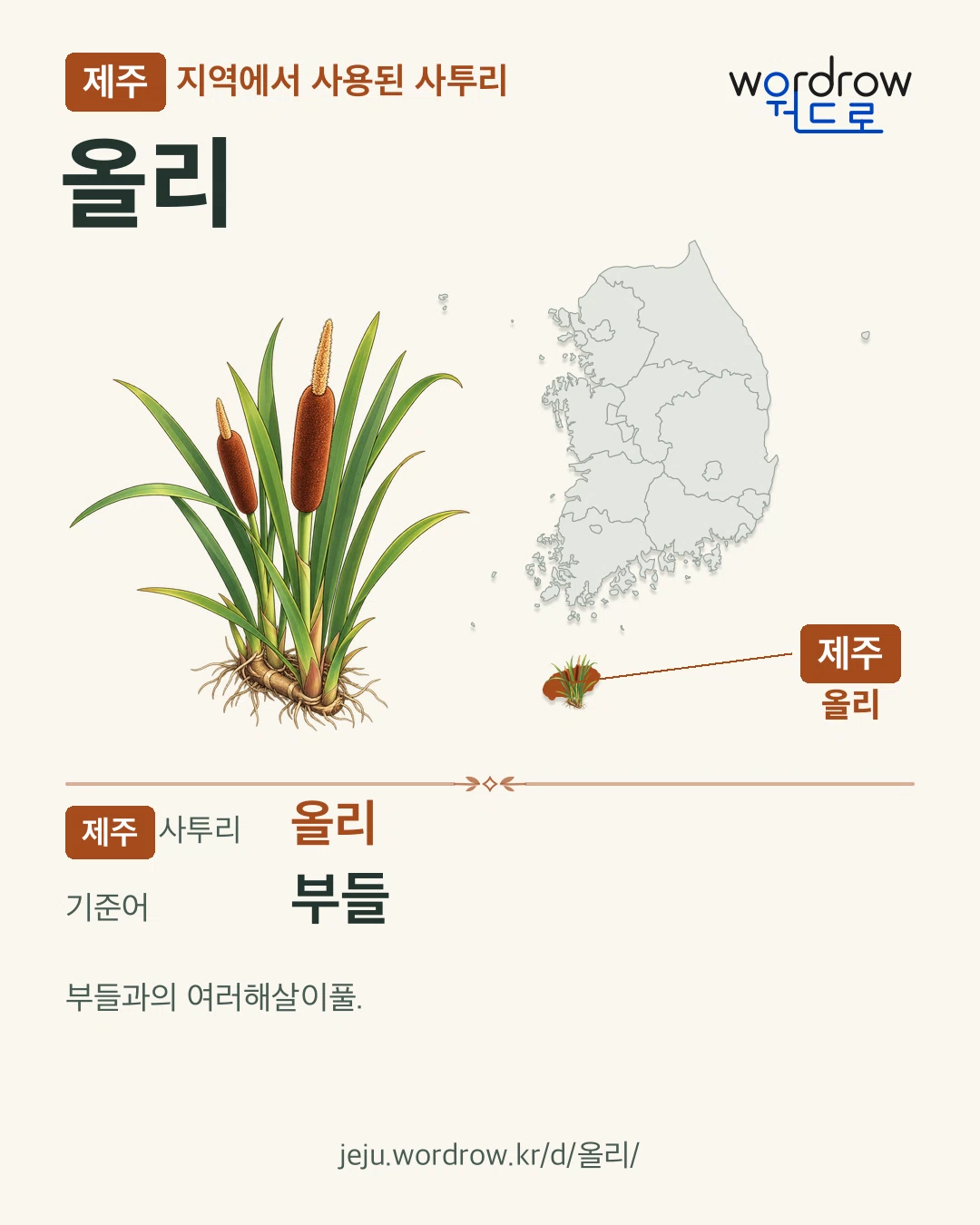 제주 지역에서 사용된 사투리 ‘올리’. 기준어: 부들. 기록 지역을 표시한 카툰 삽화와 지도 카드.